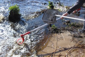 Auf die Kescher, fertig - los!